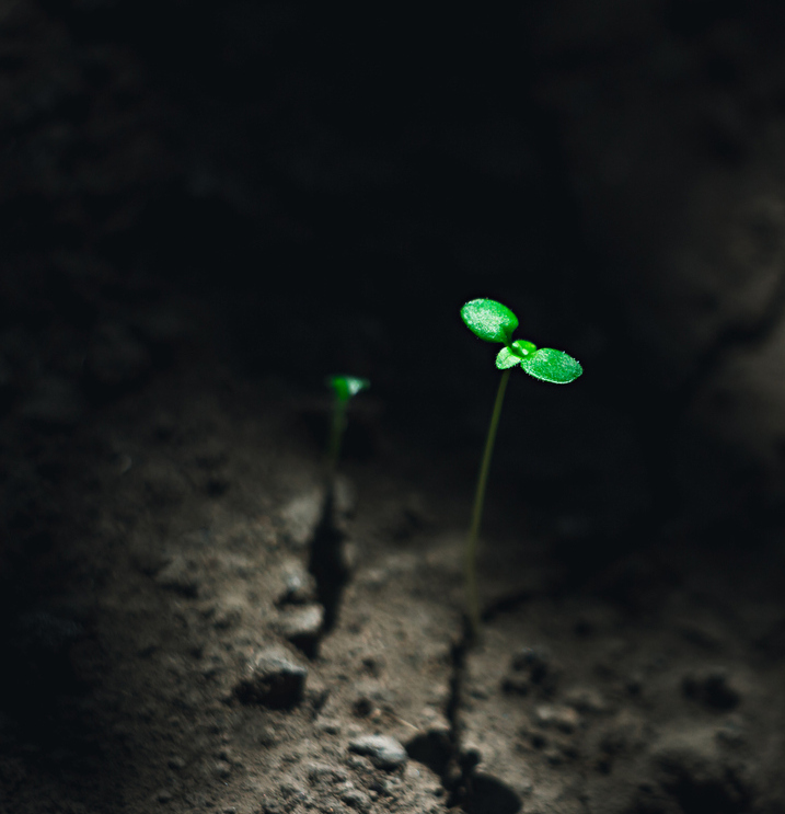 Two bright green sprouts emerging from black soil